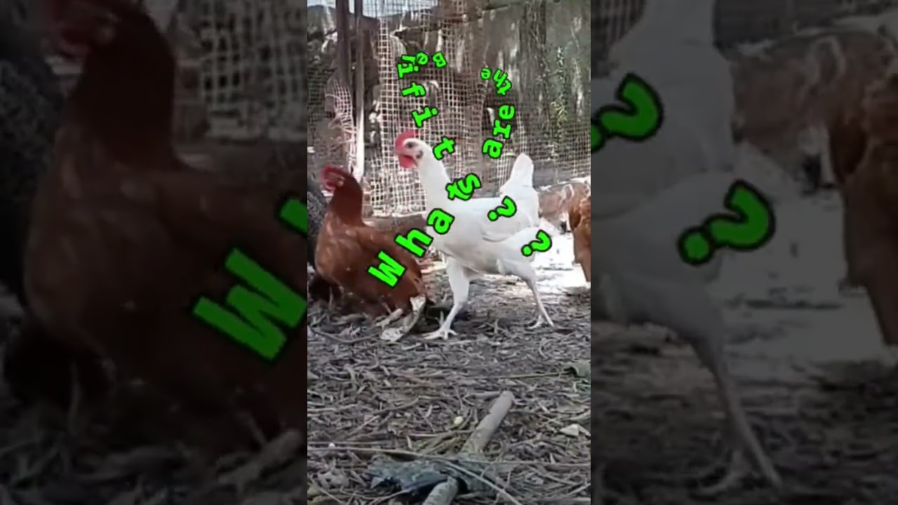 Backyard Chickens Is it really worth it?? Watch interesting