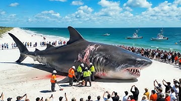 The $550 Great White Shark Hunting Operation – The Most Dangerous Deep-Sea Hunting Expedition.