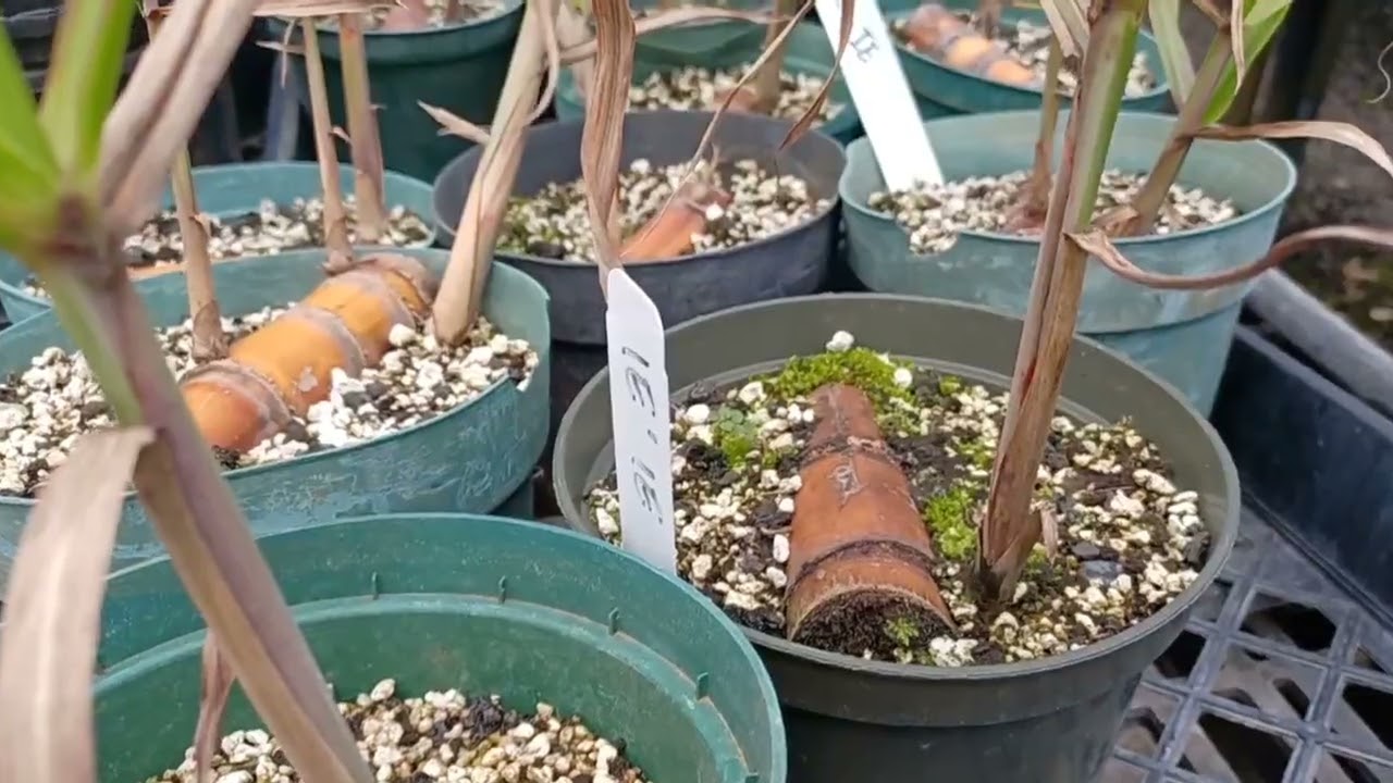 24 6 9 KITV Free plant giveaway next weekend lets you Grow Aloha on three islands