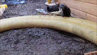 Birds Singing For Ferrets Best Nature Musicians