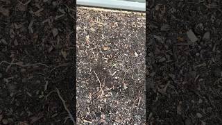 Week 9 Cabbage Update 🥬 | Still Hanging On! Will Warmer Weather Save Them?