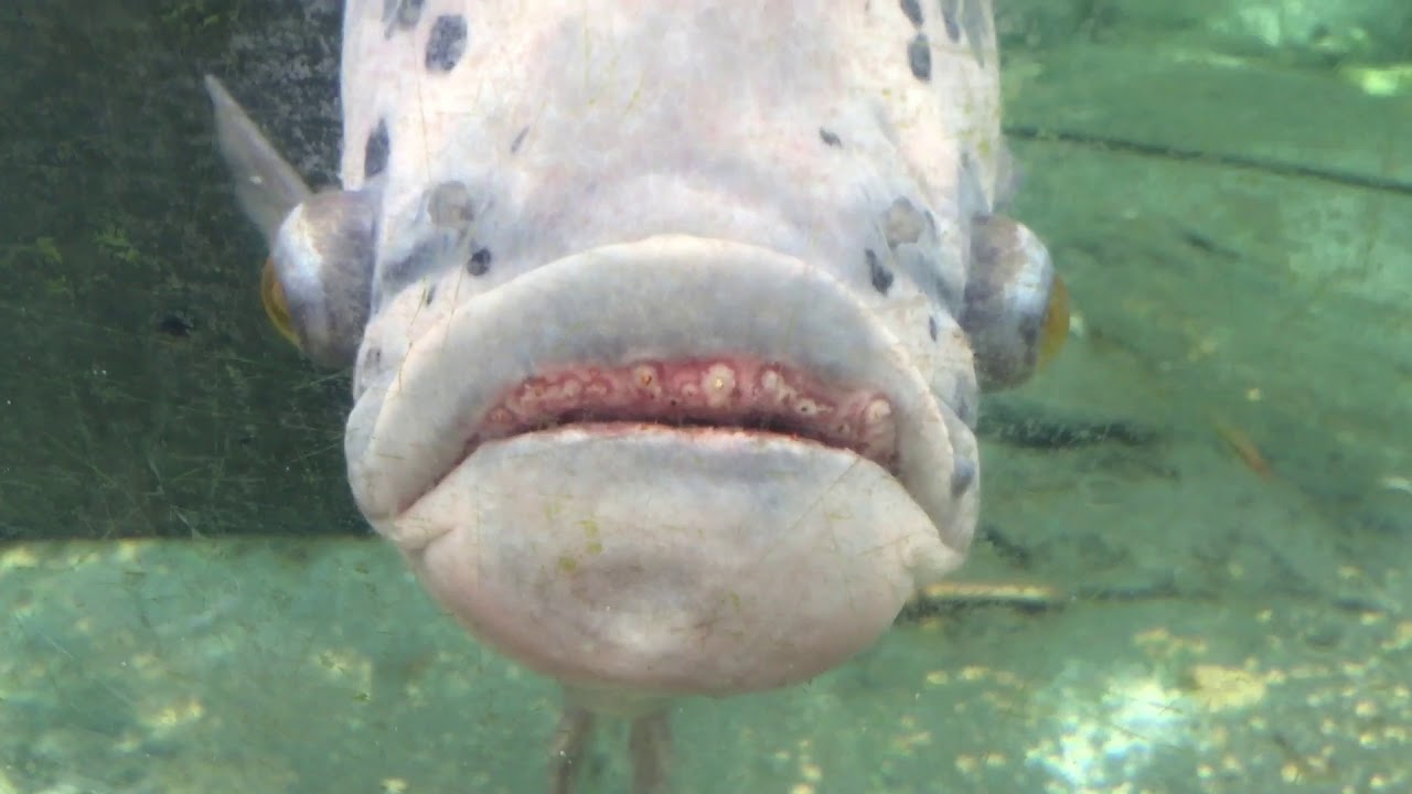 へんがお サカナ さかな ブサイクな魚 不細工な魚 ぶさいくな魚 八景島シーパラダイス 水族館 Youtube