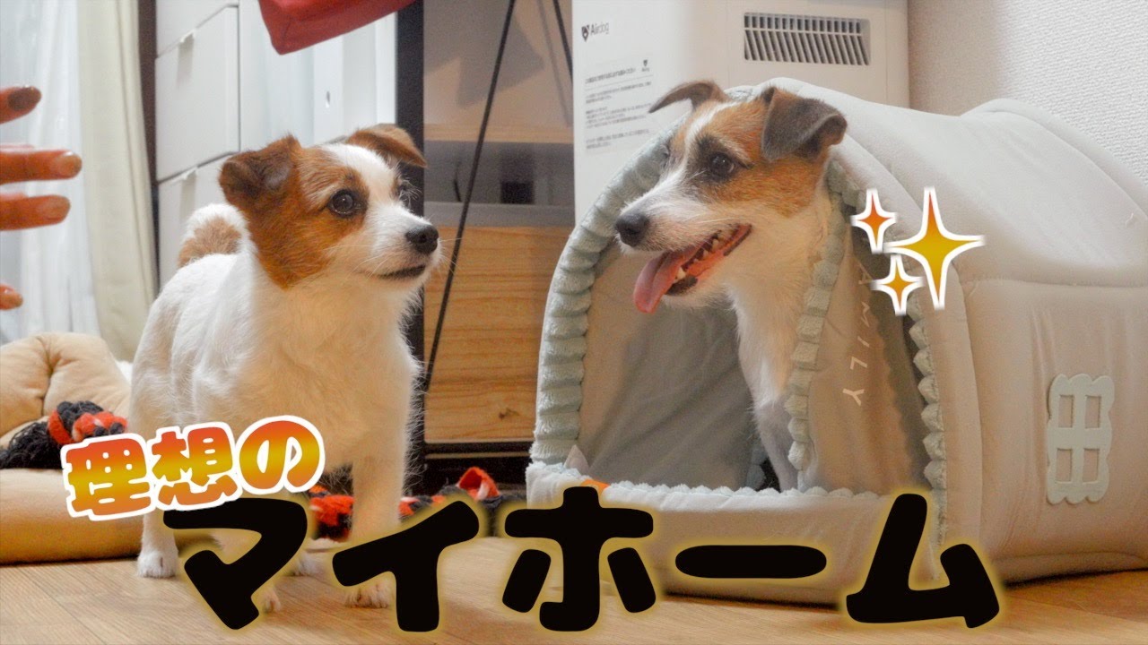 家を壊して巣穴を作るので理想のマイホームをもらった愛犬/ジャックラッセルテリア