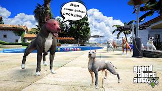 BABASI YAVRU PİTBULL KASIRGA'YI HİÇ SEVMİYOR! - GTA 5 PİTBULL'UN HAYATI