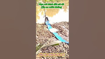 Nạo vét kênh Lắp ao vườn số lượng khủng đất sét đỏ