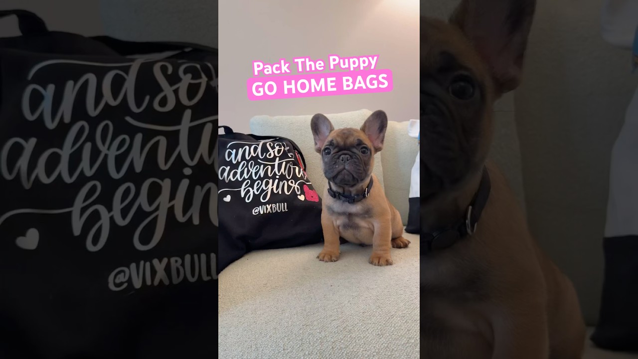 What’s In My VIXBAG? Puppy Go Home Bags. Too much?! 