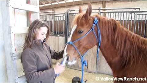 Merada San Badger     ***For info, price, etc., go to our website*** Valley View Ranch