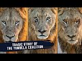 Tumbela male lions  tragic tale of the tumbela coalition  sons of the legendary thanda impi males