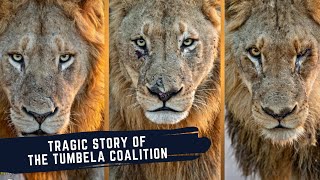 Tumbela Male Lions  Tragic Tale of The Tumbela Coalition  Sons of The Legendary Thanda Impi Males