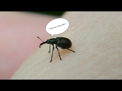 Video: Weevil Pruhovaný - Malý škůdce