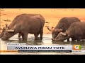 Mwanamke Auawa Na Nyati Mwanamke Auawa Na Nyati