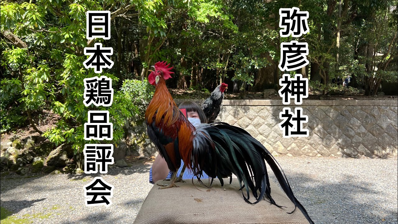 弥彦神社　日本鶏品評会