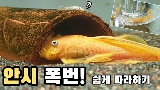 명불허전 물테크 1위 안시 번식 이렇게하시면 됩니다!! (feat. 브라오아쿠아)