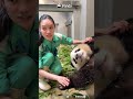 POV: You Accidentally Got Your Dream Job | iPanda #shorts #HKPanda