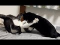とんでもねぇ猫の喧嘩を目撃しました