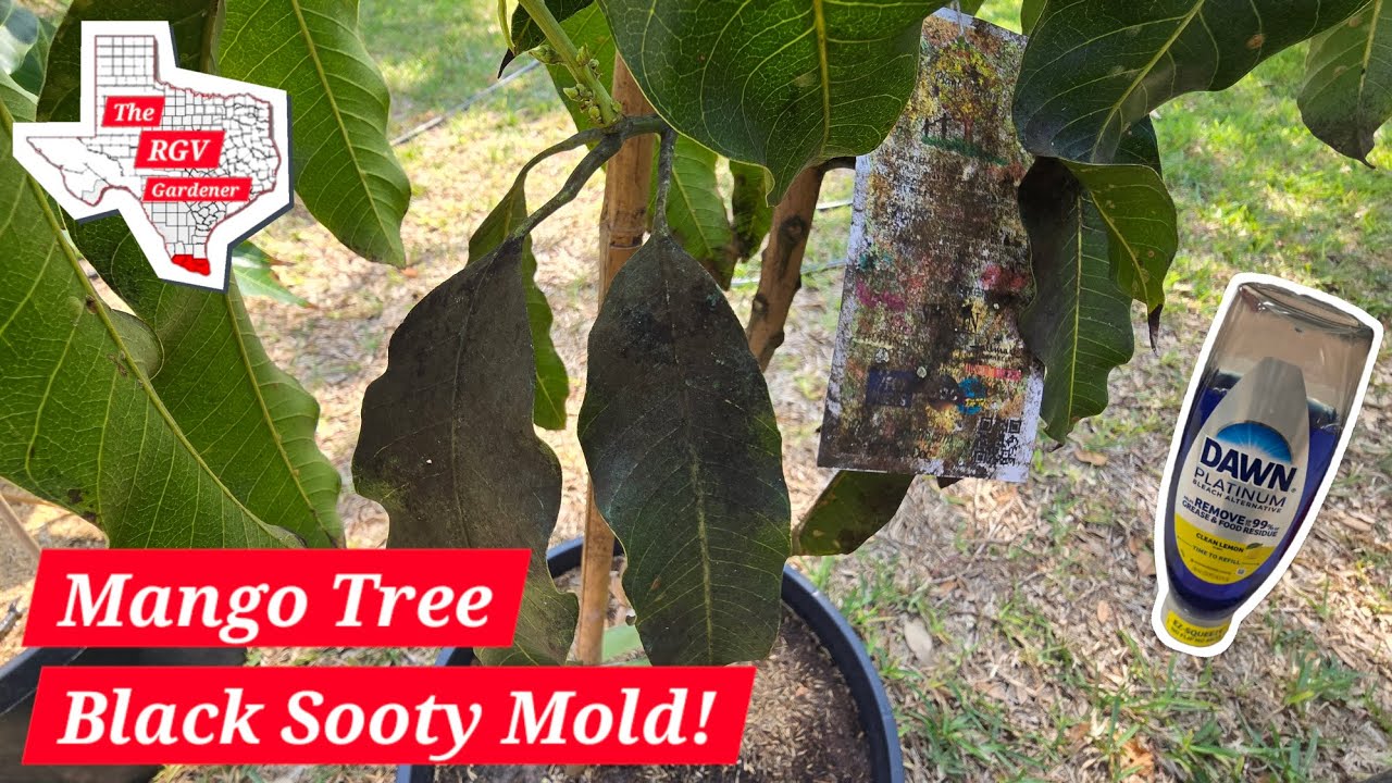 Cleaning Black Sooty Mold 🧼 || The RGV Gardener 