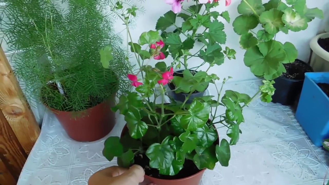 🌹🌹🌹ГЕРАНЬ ( ПЕЛАРГОНИЯ ) ПЛЮЩЕЛИСТНАЯ ! Выращивание от семян до цветов, полный цикл