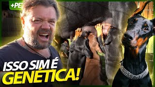 A VERDADEIRA GENÉTICA DE UM CÃO DOBERMAN! | RICHARD RASMUSSEN