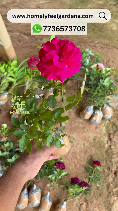 Rose Varieties 💚❤️ Visit www.homelyfeelgardens.com (or) WhatsApp @7736573708 for orders💚