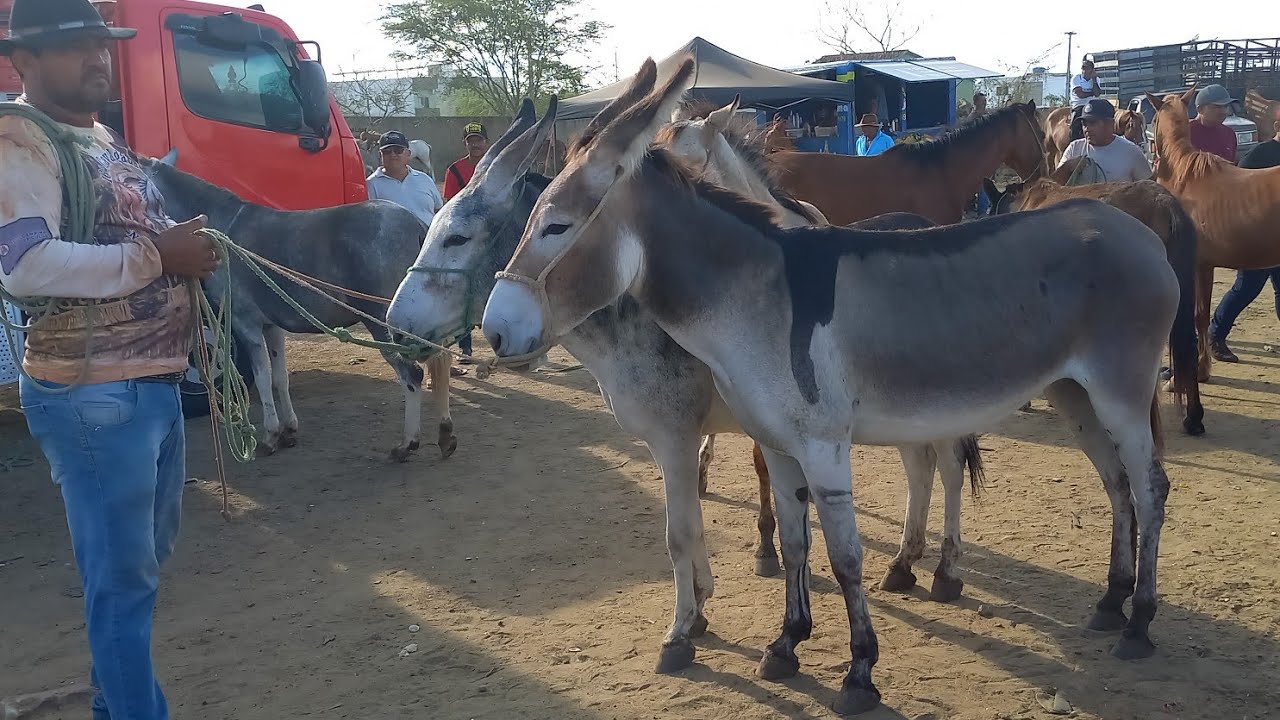 FEIRA DE CAVALOS EM CAMPINA GRANDE-PB 14-01-2026 ANIMAIS DE 600 REAIS HOJE 