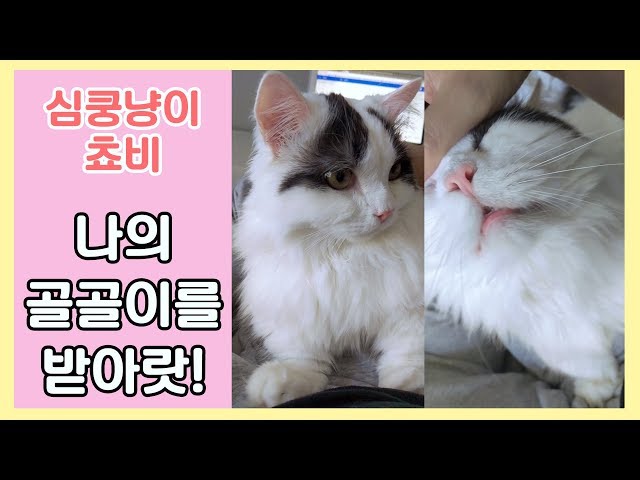 나의 골골이를 받아랏!  고양이 옆에서 일할 수 없는 이유 (세로화면)