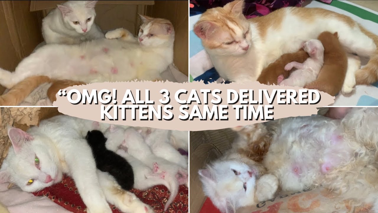 “Meri 3 Cats Ki Delivery Stories 🐱💖 | Emotional, Funny & Cute Moments!”