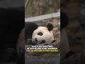 Only One Panda In The World Isn't Owned By China.