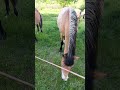 Коні та кінський щавель. #horse #relax