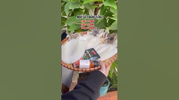 Mực lá 1 nắng khổng lồ size 2-3 con/kg | MINOS .COM.VN #minos #hảisảnminos #seafood #minos2