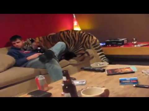 Video: Come Cucire Una Tigre