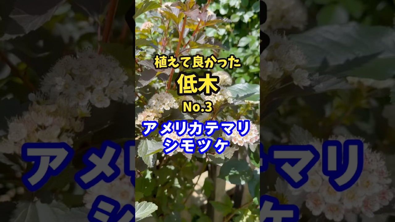 銅葉ならコレがお勧め😊 #ガーデニング #gardening #flowers #低木 #ガーデニングチャンネル