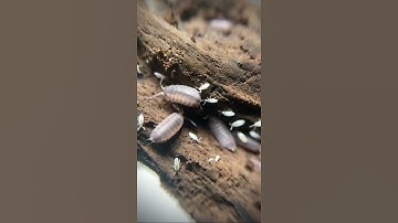 Springtail hitchhiking a ride on a dwarf white Isopod #shorts