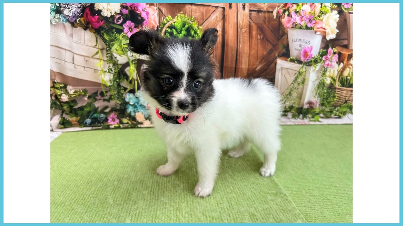 パピヨンの子犬（メス♀） 岩手盛岡店｜ペットショップCoo＆RIKU