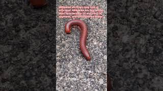 Rusty Mellipede | Arthropod #shorts #millipide