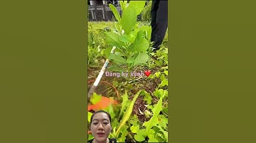 Đột phá mới: Máy cắt cỏ không phá hoại luống trồng” #farming #garden #gardening #fruit #agriculture