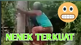 Amazing! Seorang Nenek Memanjat Pohon Setinggi Pohon Kelapa
