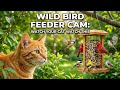 Wild Bird Feeder Cam For Cats 🐱 Owners Welcome