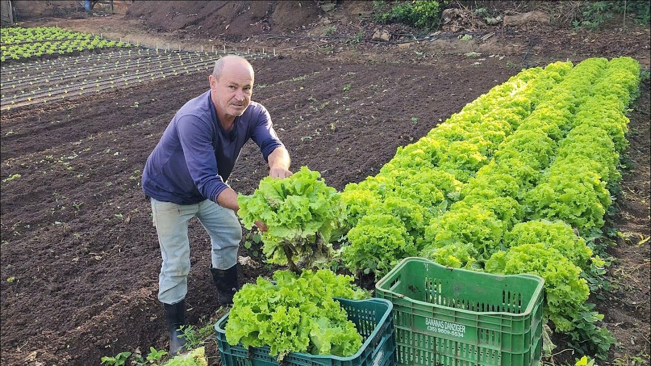 COLHENDO ALFACES ORGÂNICA