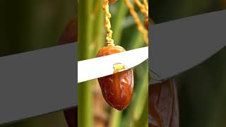 Experience The Ultimate Asmr Of Cutting A Ripe Date