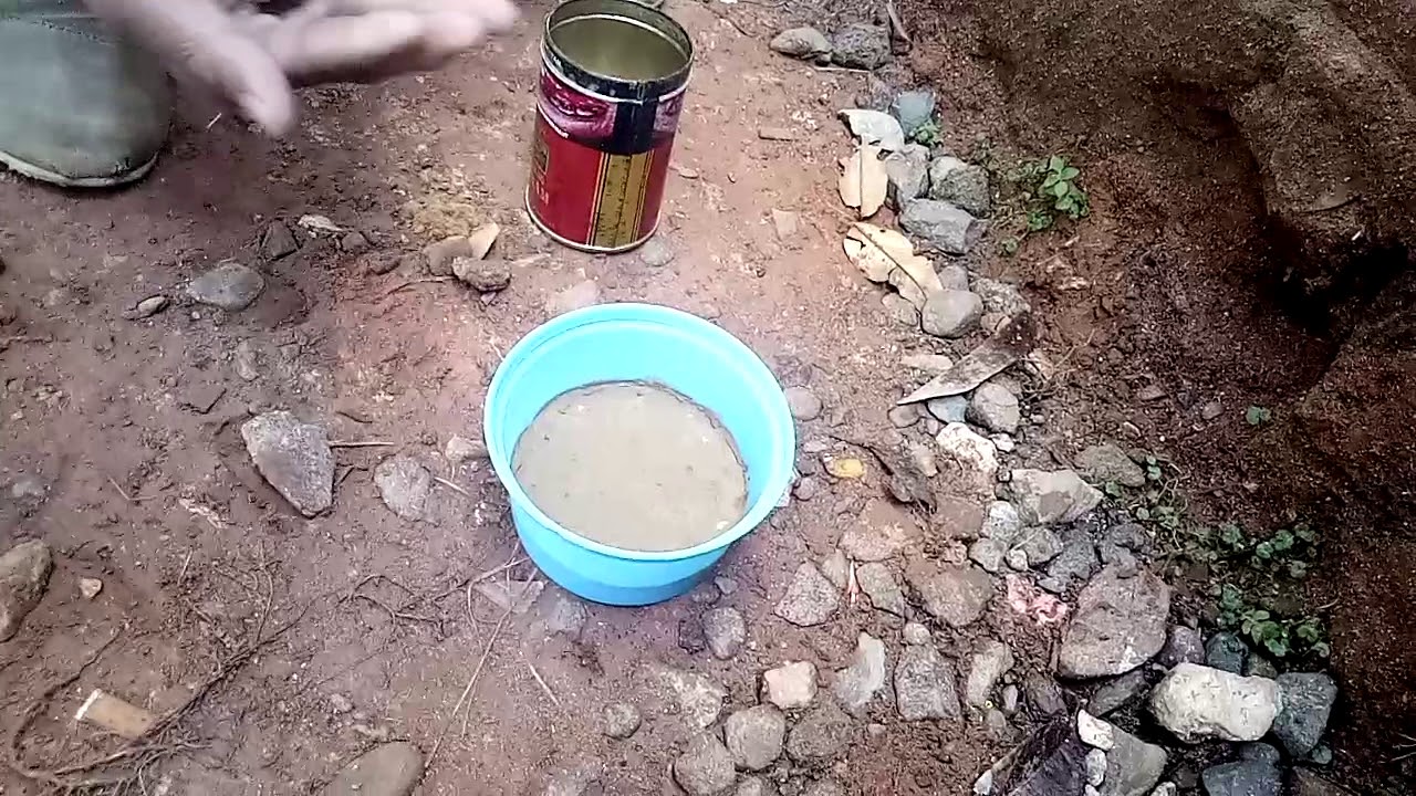 Aslinya jangkrik dari bakicot rantepao 