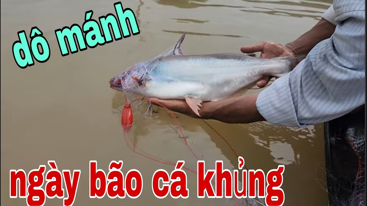 Con Nước Chuyển Màu Đục Cá Bự Dính Lưới Gỡ Không Kịp # SĂN BẮT ĐỒNG THÁP #