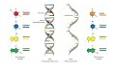 Genetik Materyal: DNA ve RNA ile ilgili video