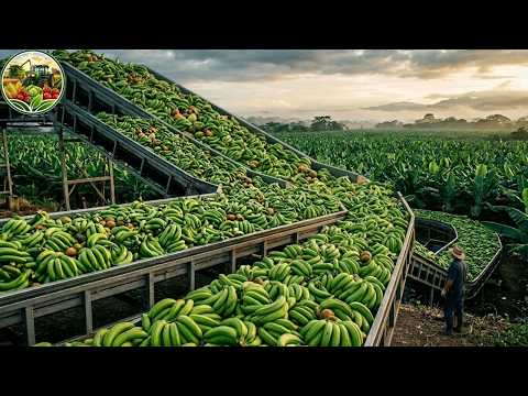 The Insane Scale of Harvesting Food for Billions of People
