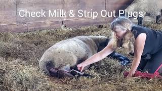 Sheep Farming: A Suffolk Lambing - From Start To Finish screenshot 1