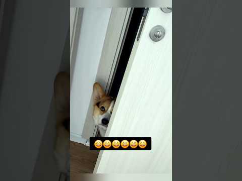 Где Жора😄#юмор #смех#мем#смешноевидео#смешныевидео#приколы#собака#жизнь#животные#комедия#тренд#жиза