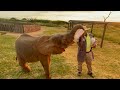 Baby Elephant Khanyisa Gulps Down Sunrise Milk Bottles &amp; Meets Up with Zindoga &amp; the Herd
