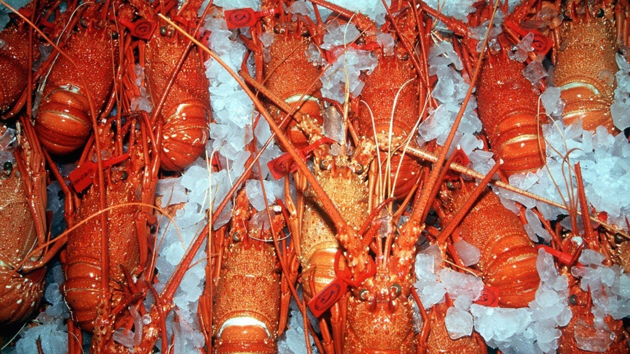 Seafood exports from Tasmania’s $50 million lobster industry could be buoyed