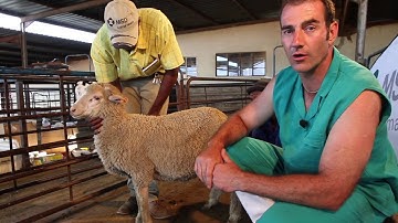 The right way to medicate sheep and goats