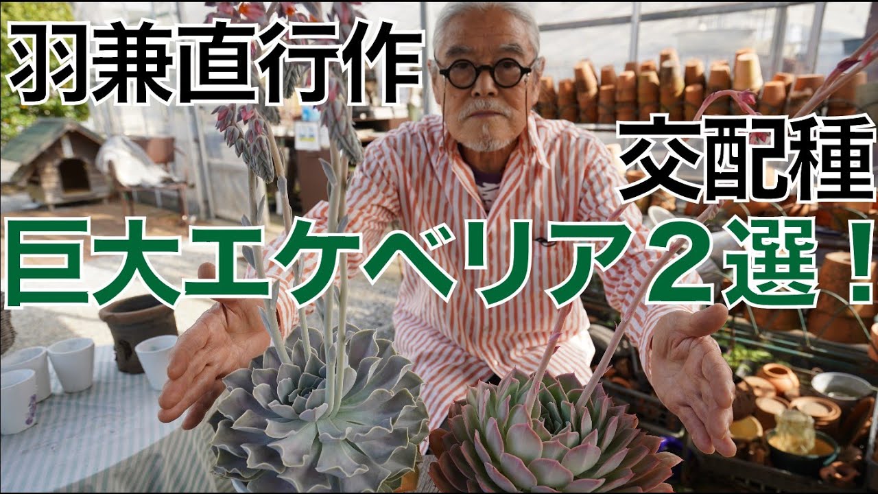 サボテン相談室:羽兼直行】大きなハイブリッドを2種紹介！【エケベリア
