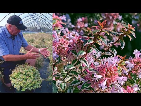 Video: Glossy Abelia Plant: Cómo cultivar arbustos de Abelia